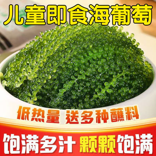 海葡萄儿童即食海葡萄植物鱼子酱海藻凉拌菜盐渍水葡萄爆珠浆海草