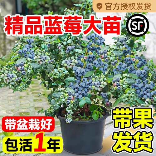 蓝莓树果苗当年结果蓝莓苗种植兔眼特大阳台盆栽树苗北方大果耐寒