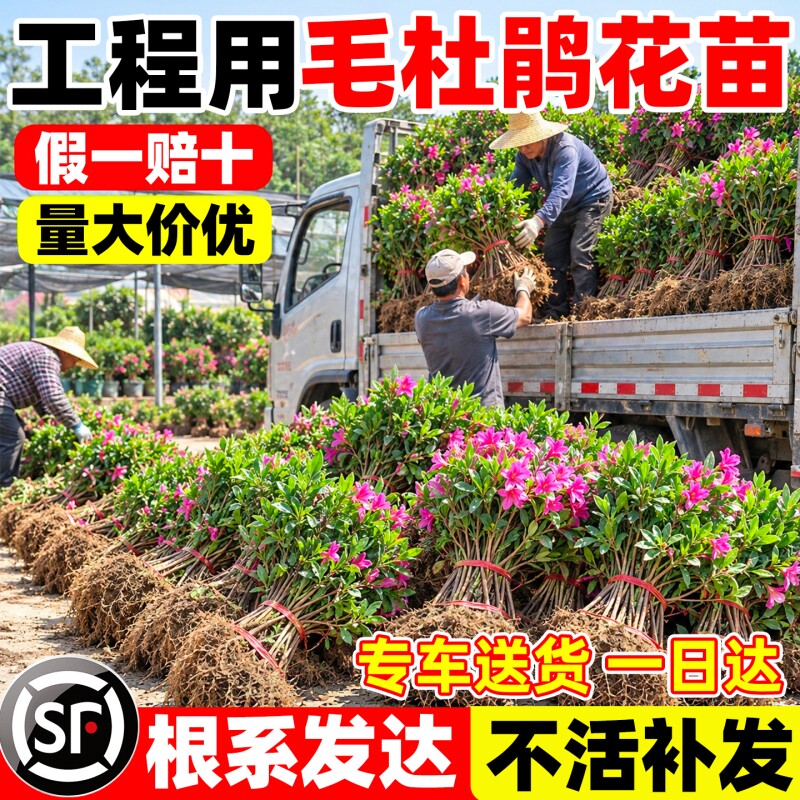 毛杜鹃花苗毛娟映山红盆栽树苗庭院花篱工程绿化耐寒四季常绿苗木
