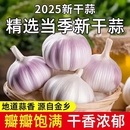 包邮 正宗干蒜金乡紫白皮大蒜头批发红皮大蒜特大号蒜子 优享价