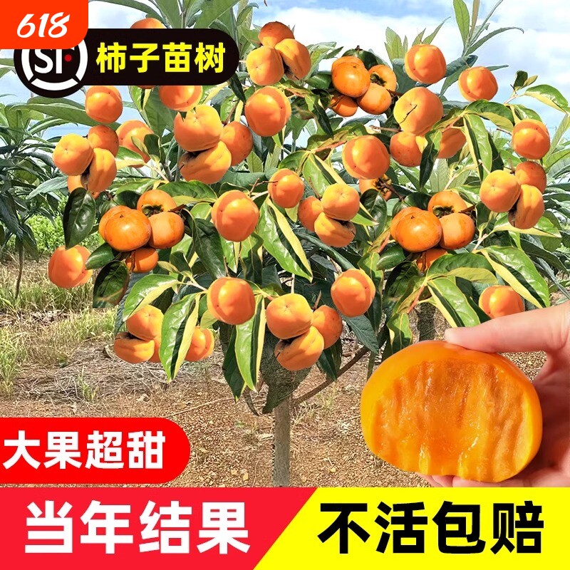 柿子苗树脆甜柿无核柿南北方种植特大庭院地栽当年结果柿子树果苗