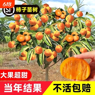 柿子苗树脆甜柿无核柿南北方种植特大庭院地栽当年结果柿子树果苗