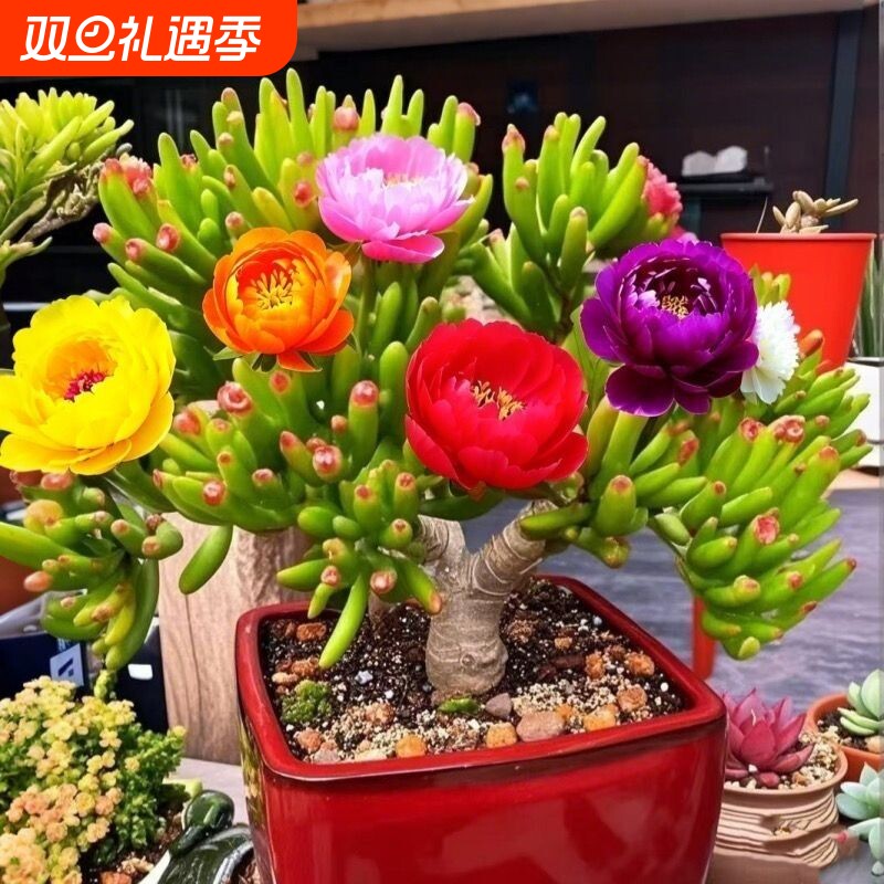 吸财树老桩招财花开富贵新手好养阳台室内绿植花卉盆栽多肉植物