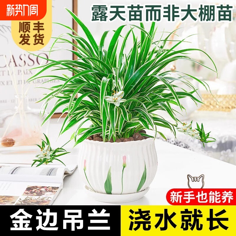 金边吊兰植物室内好养活懒人花卉盆栽桌面小绿植吸除甲醛水培垂吊