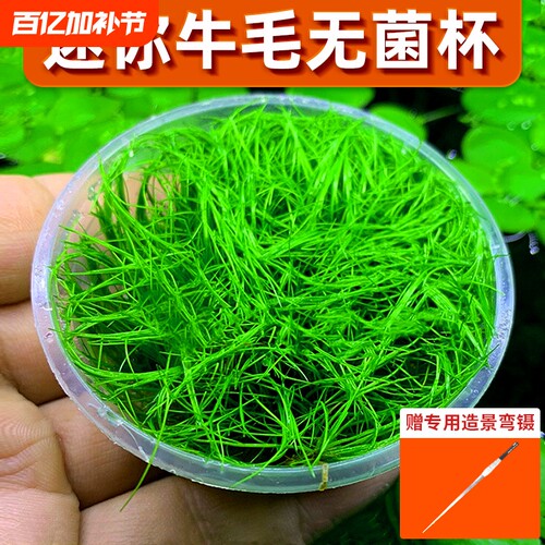 无菌杯牛毛水草鱼缸造景前景草
