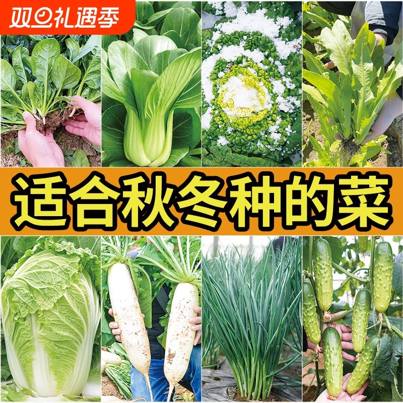 生菜菠菜白菜种子四季青菜种籽大全秋冬季菜种春季蔬菜孑菜苔菜心