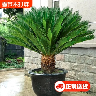 铁树盆栽植物苏铁小树苗四季庭院室内外客厅盆景龙铁好养花卉绿植