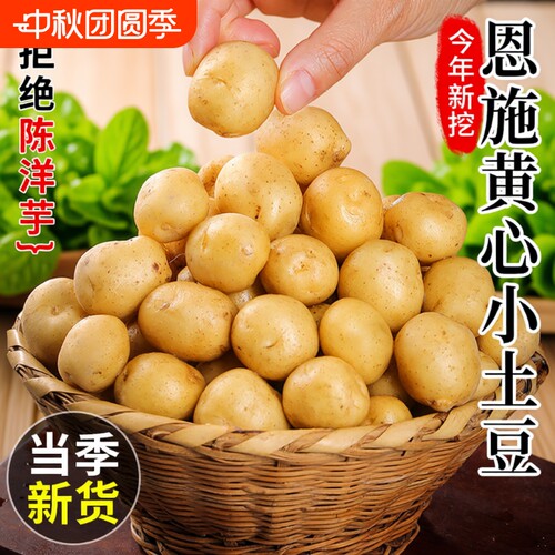 正宗恩施小土豆迷你新鲜