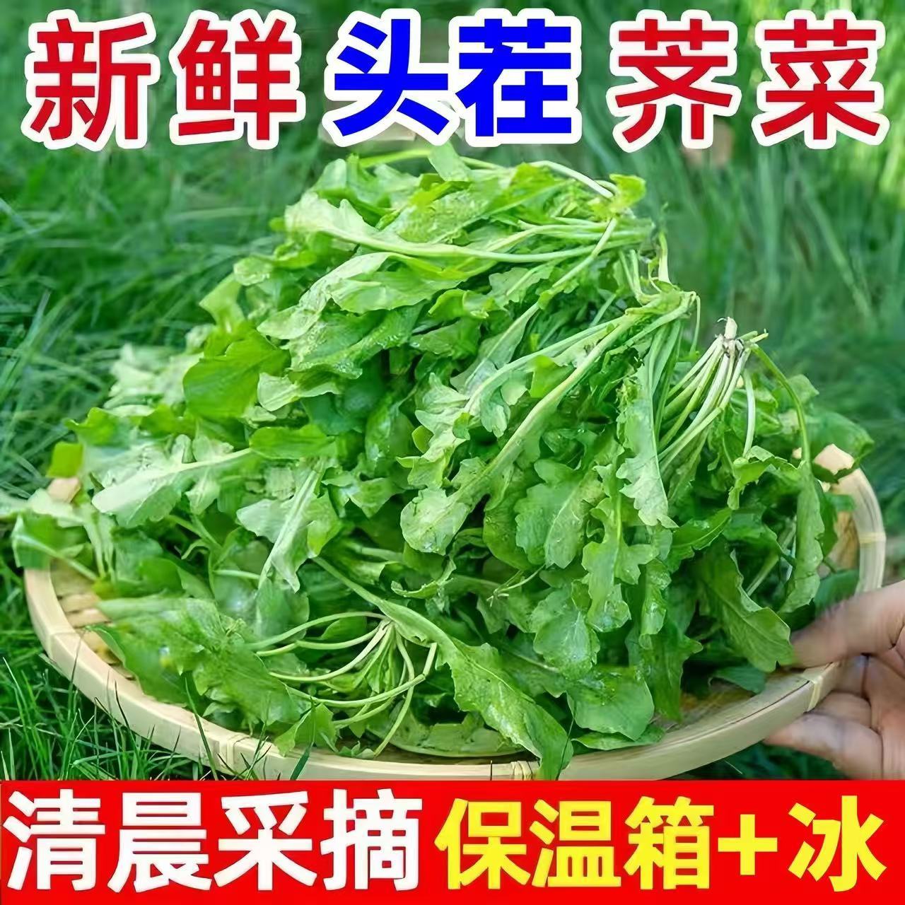 新鲜北方当季鲜荠菜现挖野荠菜纯天然野生荠菜露天新鲜荠菜地丁菜