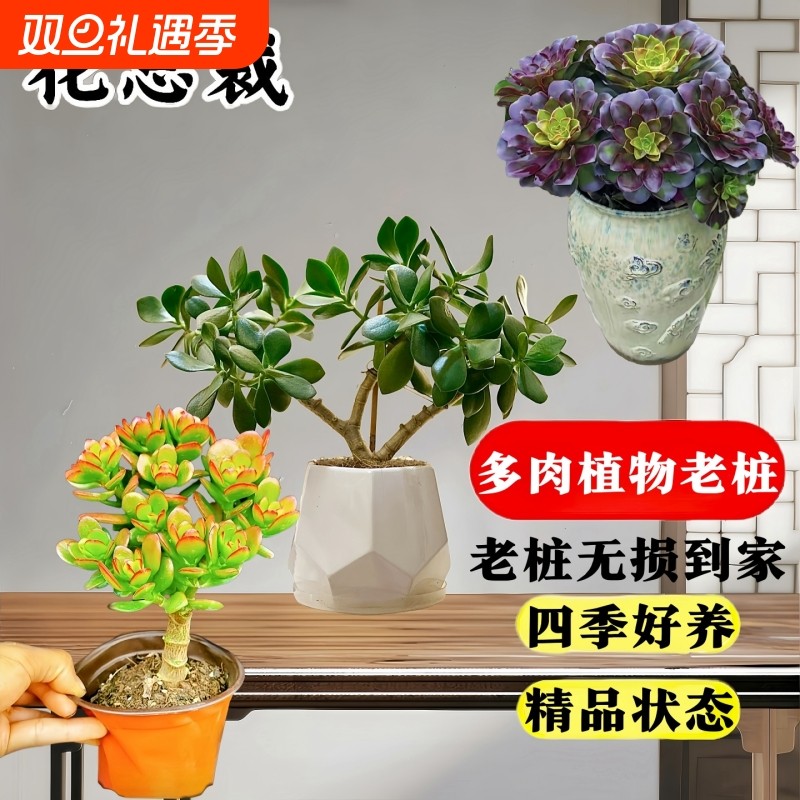 精品玉树盆栽老桩超大颗多肉植物发财树盆栽室内好养沙漠玫瑰花卉