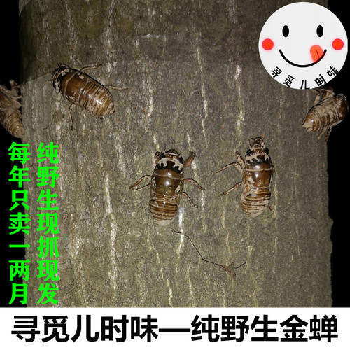 寻觅儿时味之野生金蝉新鲜知了猴