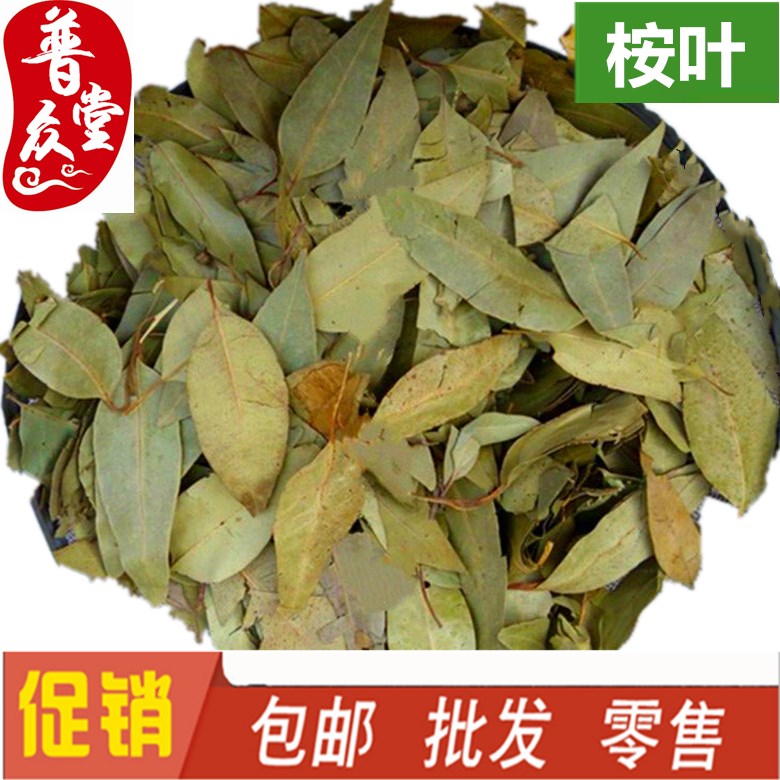 桉叶 大叶桉 桉树 大叶桉树500克包邮农副产品初加工