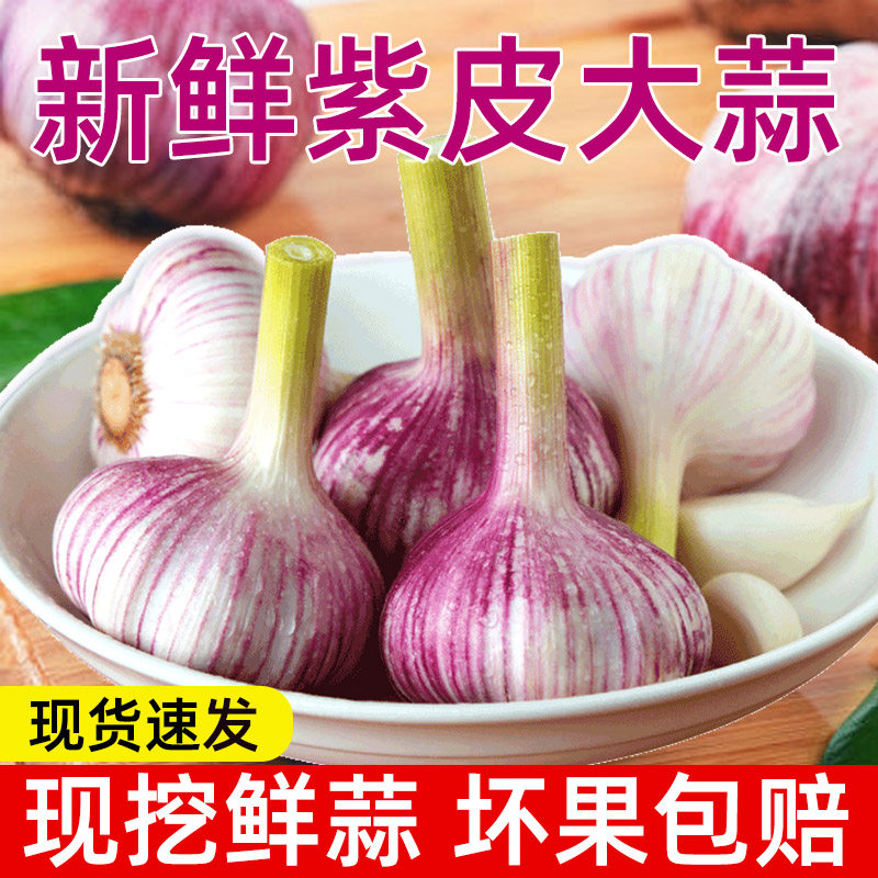 山东金乡新鲜大蒜紫皮大蒜头蒜瓣2025新蒜家用嫩蒜湿蒜生蒜腌糖酸