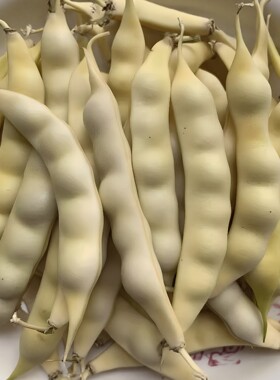 2026今年新鲜黄豆角东北黄金勾豆角油豆角兔子翻白眼勾勾黄豆角