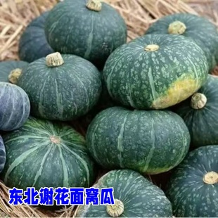 南瓜东北窝瓜粉面老倭瓜板栗新鲜蔬菜农家窝瓜谢花面老式窝瓜