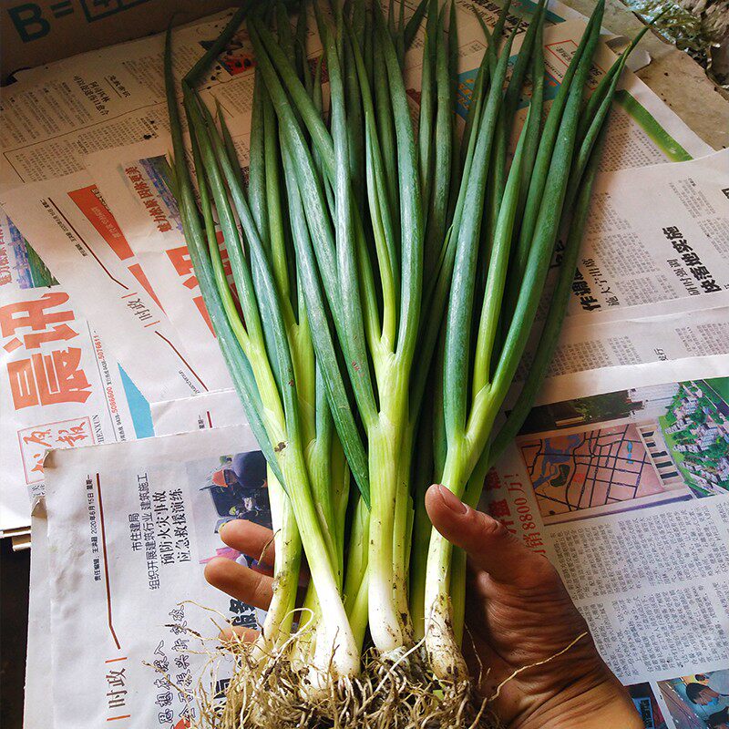 农家自种东北小葱4斤新鲜小葱发芽葱白露葱香葱鲜嫩醮酱蔬菜小葱