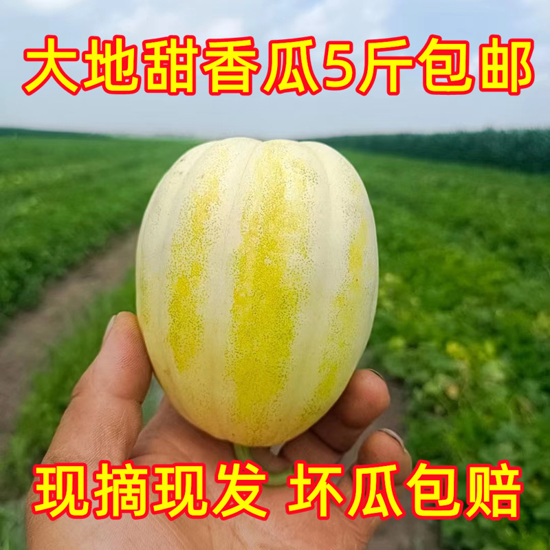 2026东北香瓜黑龙江香瓜新鲜现发现摘现发应季水果白糖罐甜脆京蜜图片