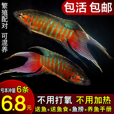 中国斗鱼驱虫隔多久做一次?体内外寄生虫处理办法