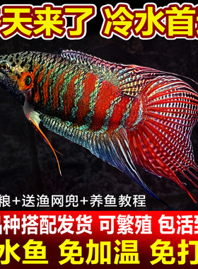 中国斗鱼普叉巨普活鱼冷水鱼耐养不打氧活体观赏鱼花手巾耐活鱼苗