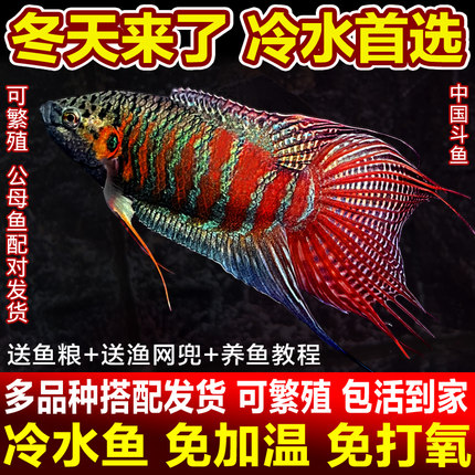 中国斗鱼普叉巨普活鱼冷水鱼耐养不打氧活体观赏鱼花手巾耐活鱼苗
