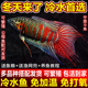 中国斗鱼普叉巨普活鱼冷水鱼耐养不打氧活体观赏鱼花手巾耐活鱼苗
