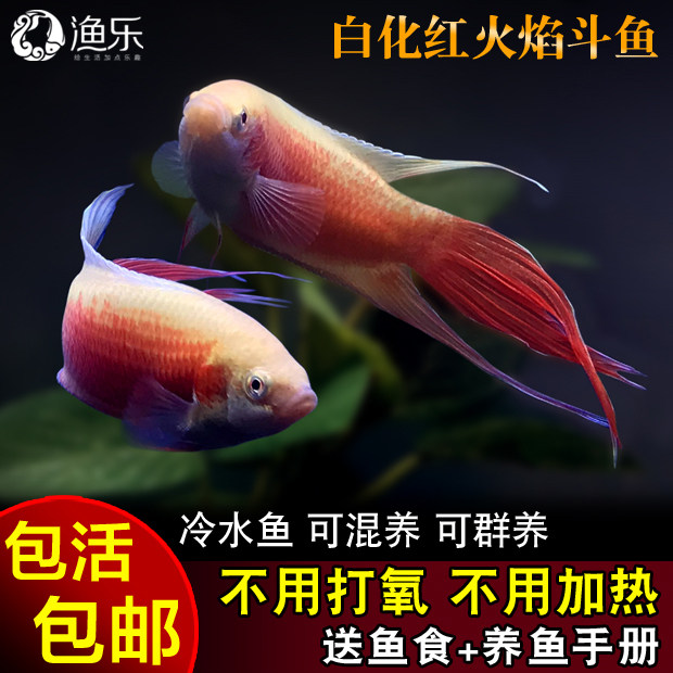 中国斗鱼活体改良优化红火焰蓝火焰斗鱼观赏鱼淡水冷水鱼杂交耐养