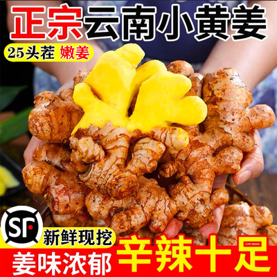 云南小黄姜农家自种现挖生姜批发