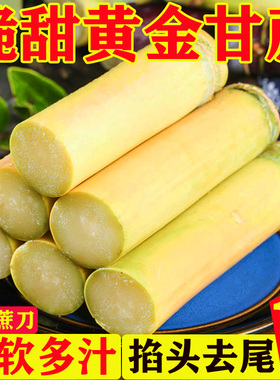 正宗云南黄金脆皮甘蔗新鲜10斤 整根黄皮易去皮现砍甘蔗批发甜杆
