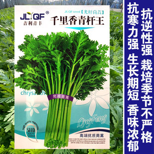 小叶茼蒿菜籽四季茼蒿种籽蒿子秆茼蒿干种子皇帝菜大叶茼蒿种孑籽