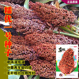 糯优一号高粱种子老品种红粘高粱种籽酿酒高粱高产抗病大田杂交孑