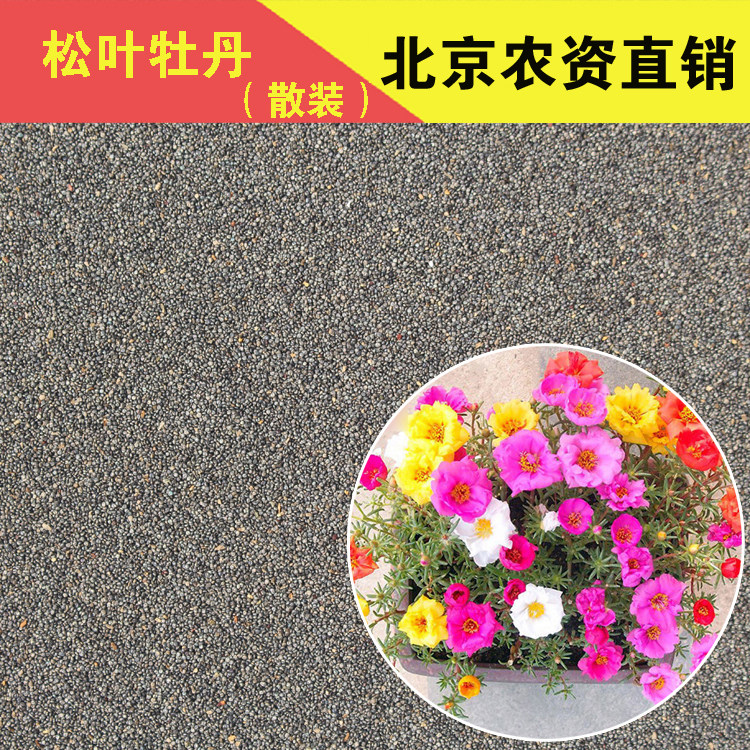 松叶牡丹种子 多年生死不了花草籽 观赏花卉 四季易种 盆栽