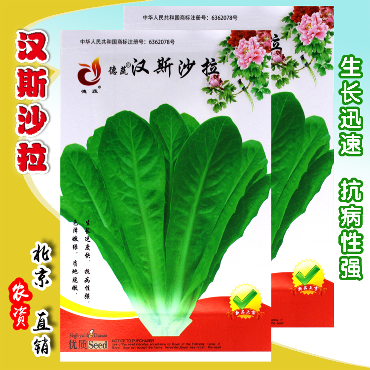 汉斯沙拉菜种子 直立型生菜蔬菜籽 阳台盆栽庭院 四季播 生吃脆嫩