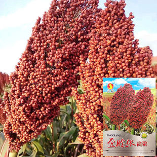 歪脖张高粱种子老品种红高粱种籽高产高粱孑大田易种抗倒伏耐旱涝