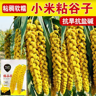 小香米种子粘米种籽鸟不叼吨谷王香粘谷子种子抗鸟害酿酒包粽子糯