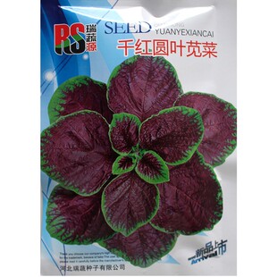 千红圆叶苋菜大红圆叶苋菜种子 圆叶红苋菜种 红汉菜蔬菜种子 耐
