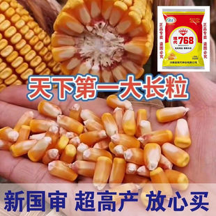 超级高产杂交玉米种子大田耐旱饲料包谷种孑矮大棒玉米种籽大全