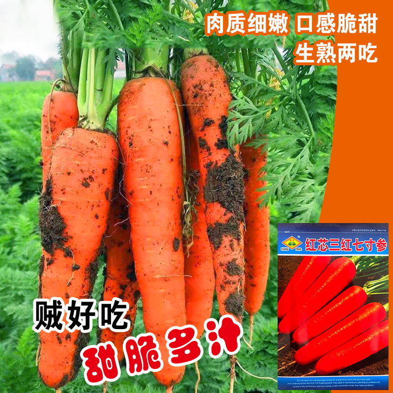 红芯三红七寸参胡萝卜种子抗热水果萝卜种籽红心胡萝卜籽大田基地