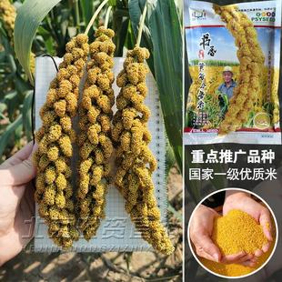 书香黄谷小香米种子谷种谷子种子抗鸟害黄谷粟米小香米黄米谷糯米