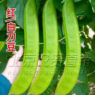 白刀豆种子种籽孑刀豆苗特长特大巨型红长豆角蔬菜无架大刀豆种