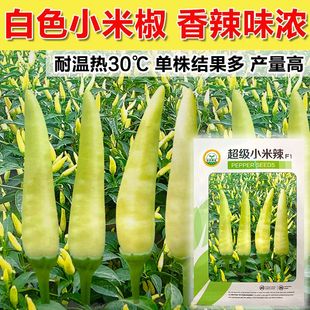 白色小米辣种子超辣泡椒种籽朝天椒籽玉脂小米椒指天椒蔬菜种孑