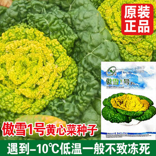 傲雪1号黄心乌乌塌菜种子菊花心种孑耐寒秋冬菜奶油小白菜秋冬季