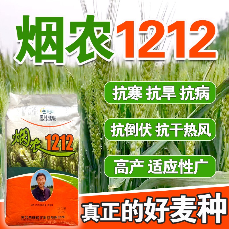 烟农1212小麦原种大穗国审高产矮杆抗病抗倒抗冻小麦种子烟农19
