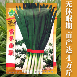 雪冬韭霸韭菜种子中科院培育抗寒不休眠四季播家庭阳台河南韭菜籽