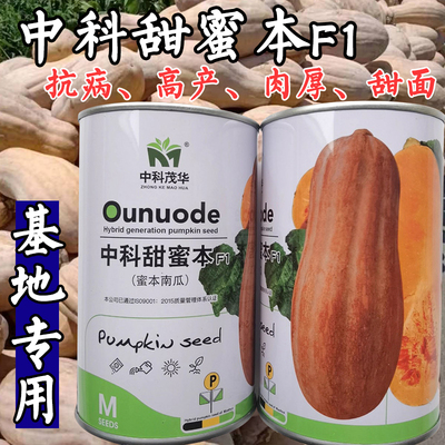 大果甜蜜本南瓜种子中科茂华