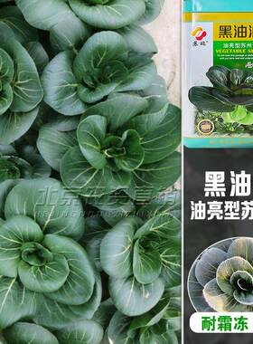 黑叶矮脚苏州青种子油菜种籽菜籽