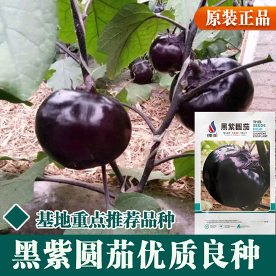 金种子茄子精心选育优质良种