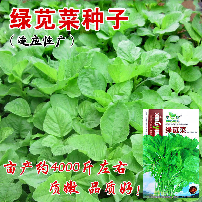 新选绿苋菜种 子青苋菜健康特菜四季易种庭院阳台盆栽蔬菜种子