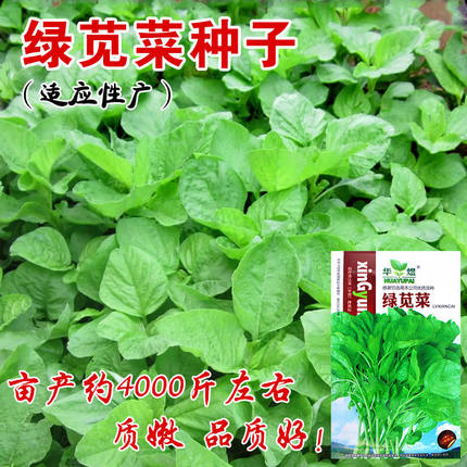 新选绿苋菜种 子青苋菜健康特菜四季易种庭院阳台盆栽蔬菜种子