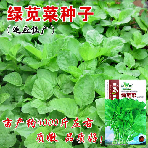 新选绿苋菜子青健康四季易种
