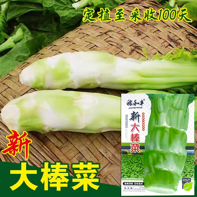 大棒菜种子薄皮棒菜大棒菜白皮芥菜种四川花叶菜头特色棒棒菜种子